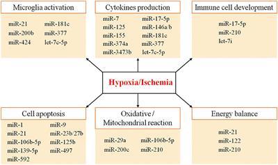 δ-Opioid Receptors, microRNAs, and Neuroinflammation in Cerebral Ischemia/Hypoxia